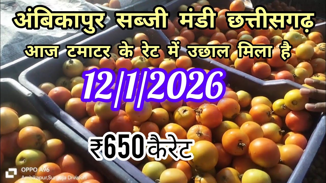 अंबिकापुर सब्जी मंडी || आज टमाटर ₹650 कैरेट बीका है | 12/1/2026 | Ambikapur sabji mandi ||#ambikapur