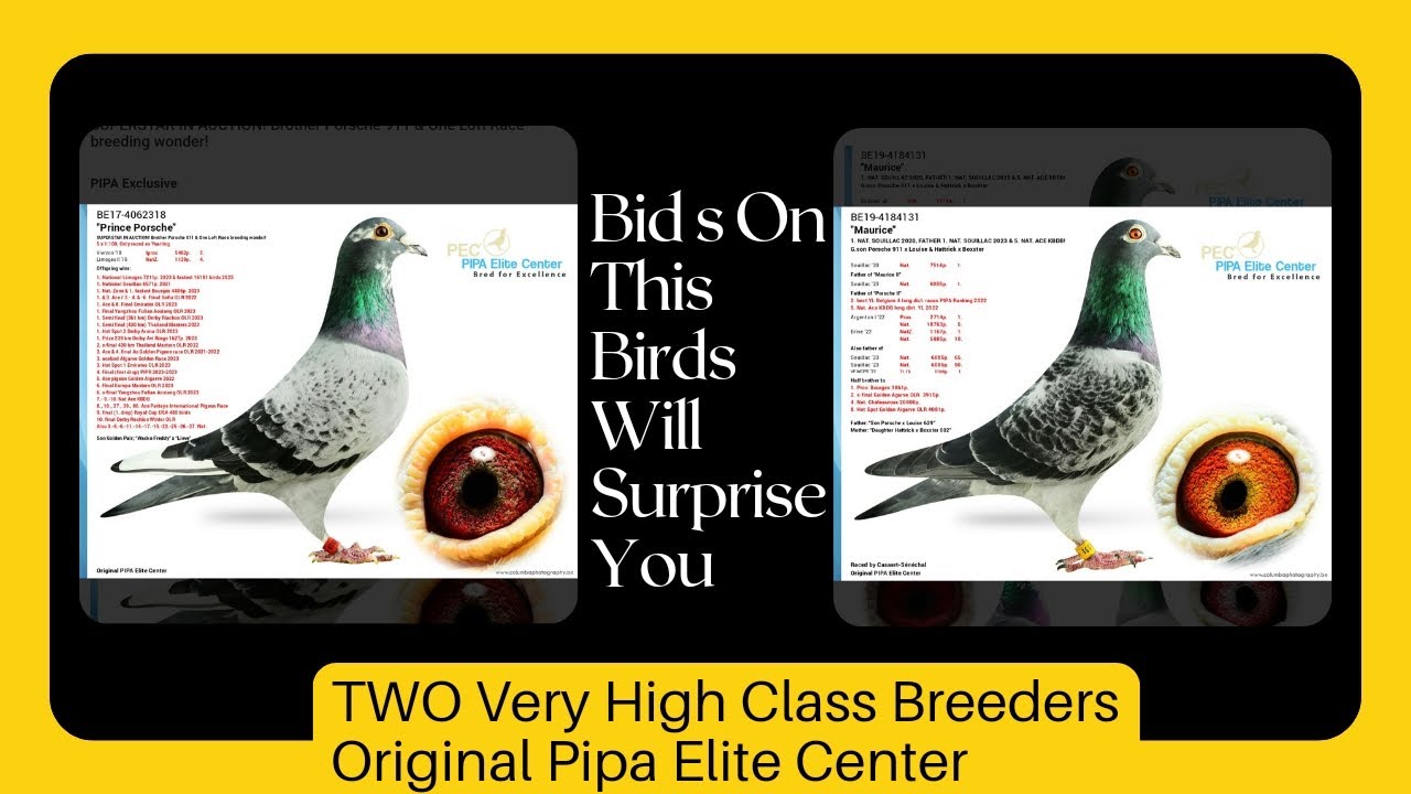 Two Very High Quality Breeder Racing Pigeons From Pipa Elite Center Now In Pipa Auctions