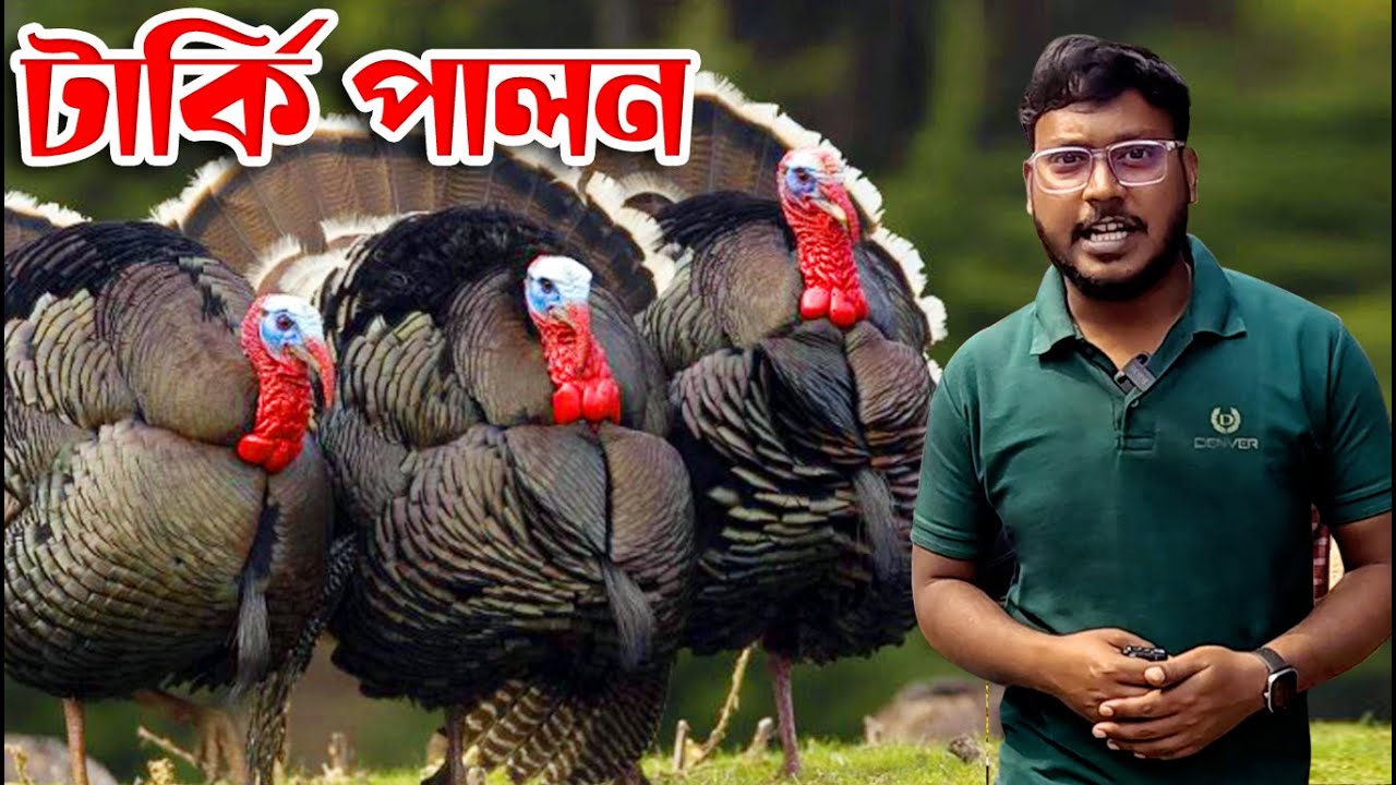 টার্কি মুরগি পালন কি লাভজনক? বিস্তারিত দেখুন ভিডিওটিতে || Md Tanvir Islam