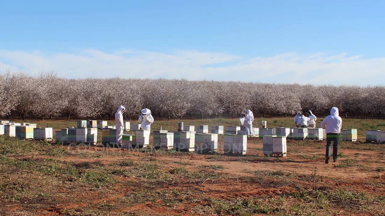 Managing pollination services in the presence of varroa