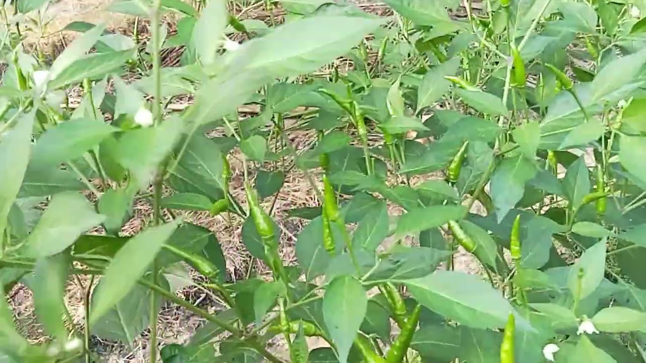 Cabe rawit hijau suda mulai berbuah