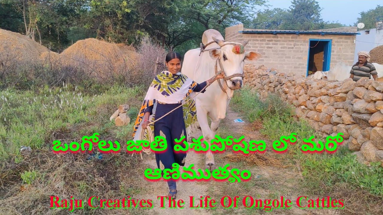 ఒంగోలు జాతి పశుపోషణ లో మరో ఆణిముత్యం Ongole bulls