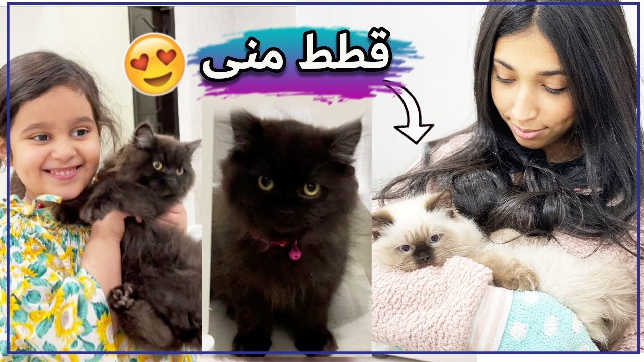 منى جابت قطط منى لشهد 🐱🤣
