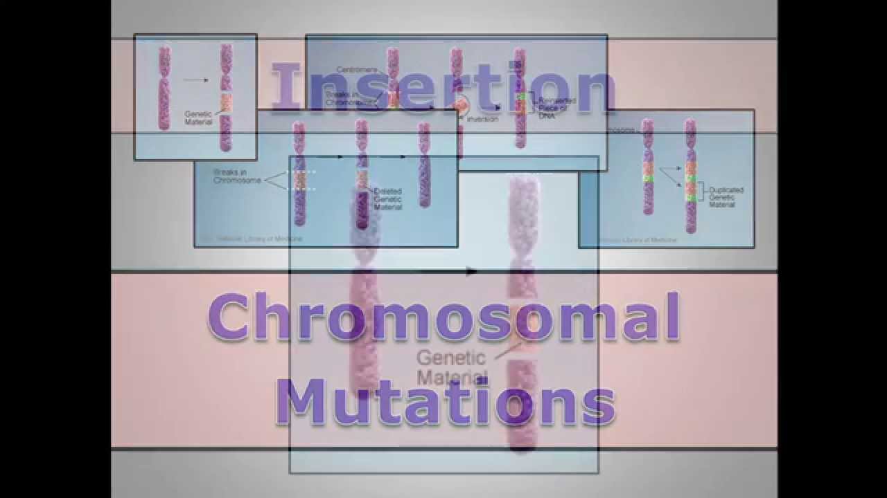 Chromosomal Mutations