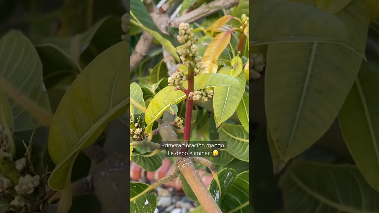 Eliminar primera floraci&oacute;n del mango 🥭 s&iacute; o no? #huerto #mango #flor #mangos #frutales #floraci&oacute;n