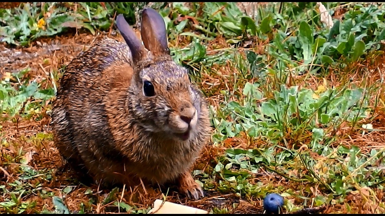 grandma Peanut eating berries over a few days & in the rain on 3 legs while pregnant (pt 31)