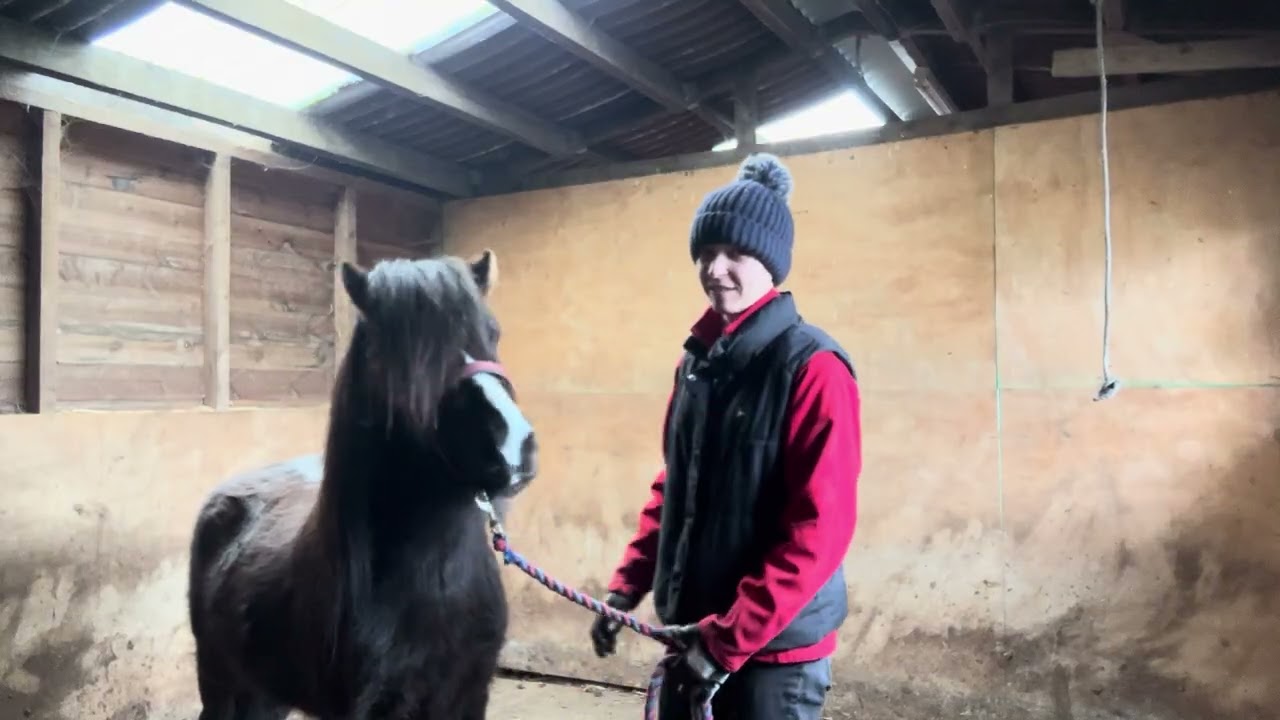 Teaching a wild pony to relax