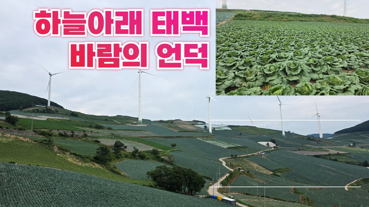 태백 매봉산에 피어난 배추꽃 바람의 언덕을 가다