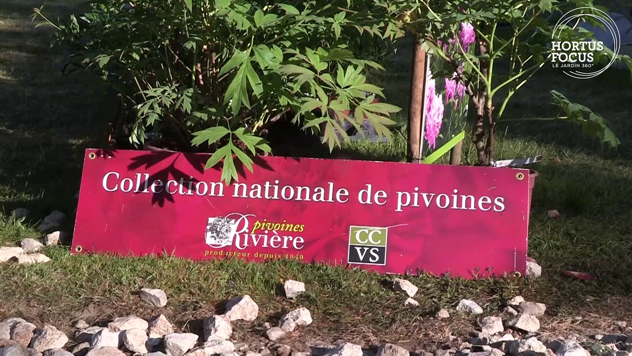 Conseil d'experts : Comment cultiver les pivoines ?