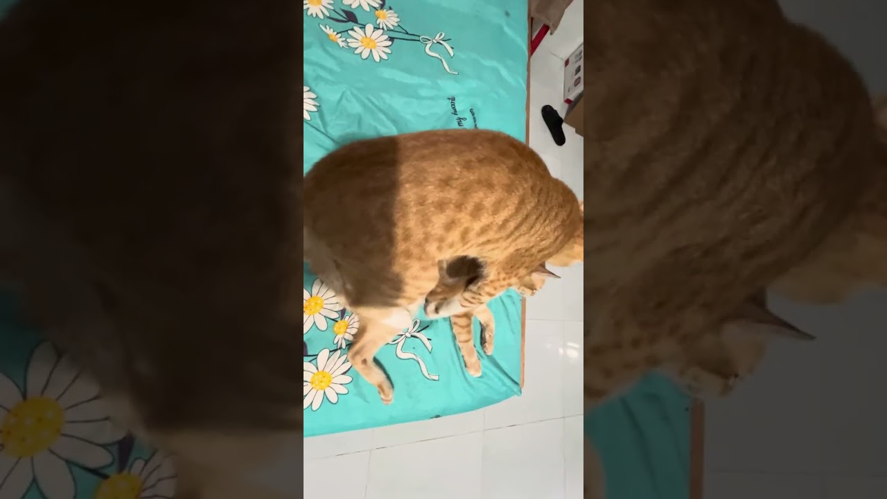 Cat vs cats🐈| 2 con meow cưng vui chơi cậu vàng đáng yêu tinh nghịch và cô chill dịu dàng dể thương 