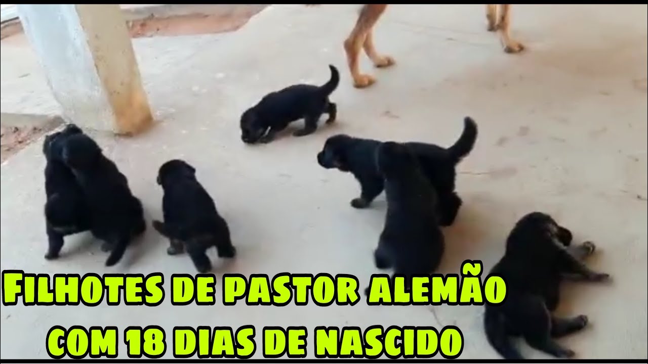 Filhotes De Pastor Alemão Abriu Os Olhos Com 15 Dias| Filhotes Ativos