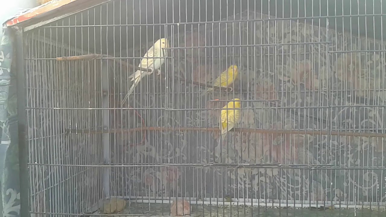 Beautiful parrot red eyes fellow my new setup pairs