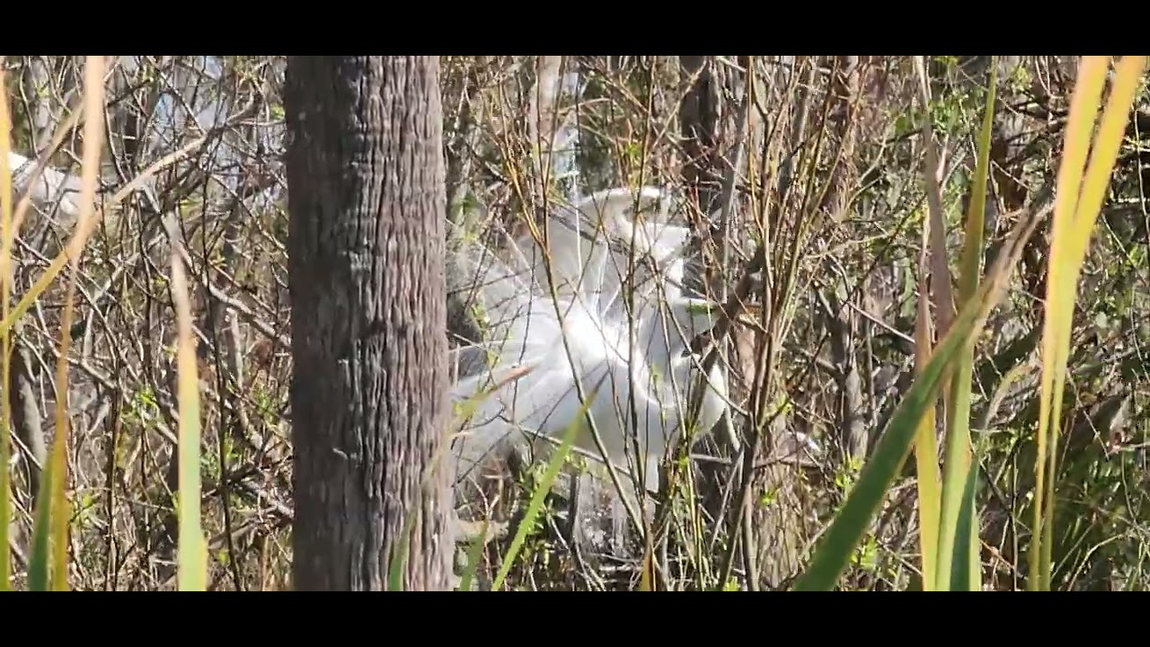 Great Egrets showing their plumes out.
