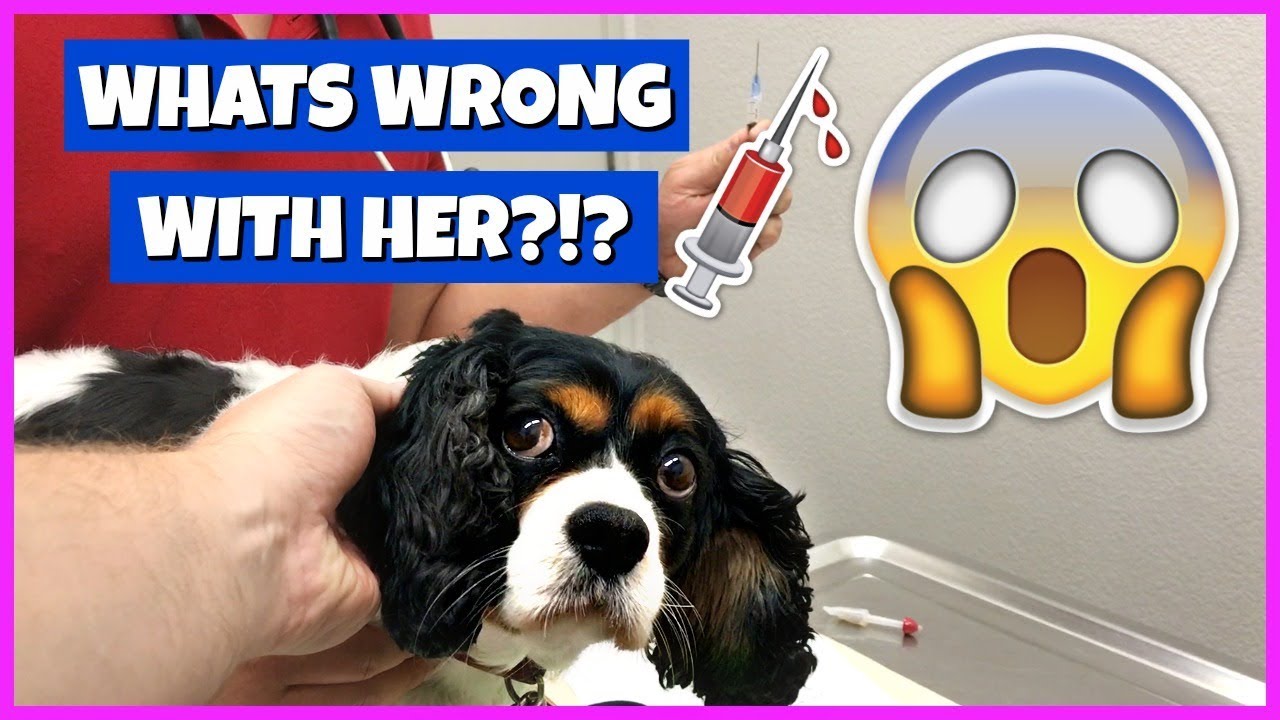 TAKING OUR DOG TO THE VET!