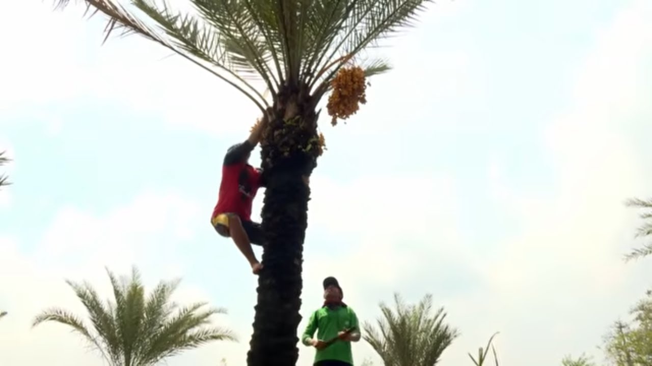 Aneka Olahan Dari Kurma | JEJAK SI GUNDUL (04/03/26)