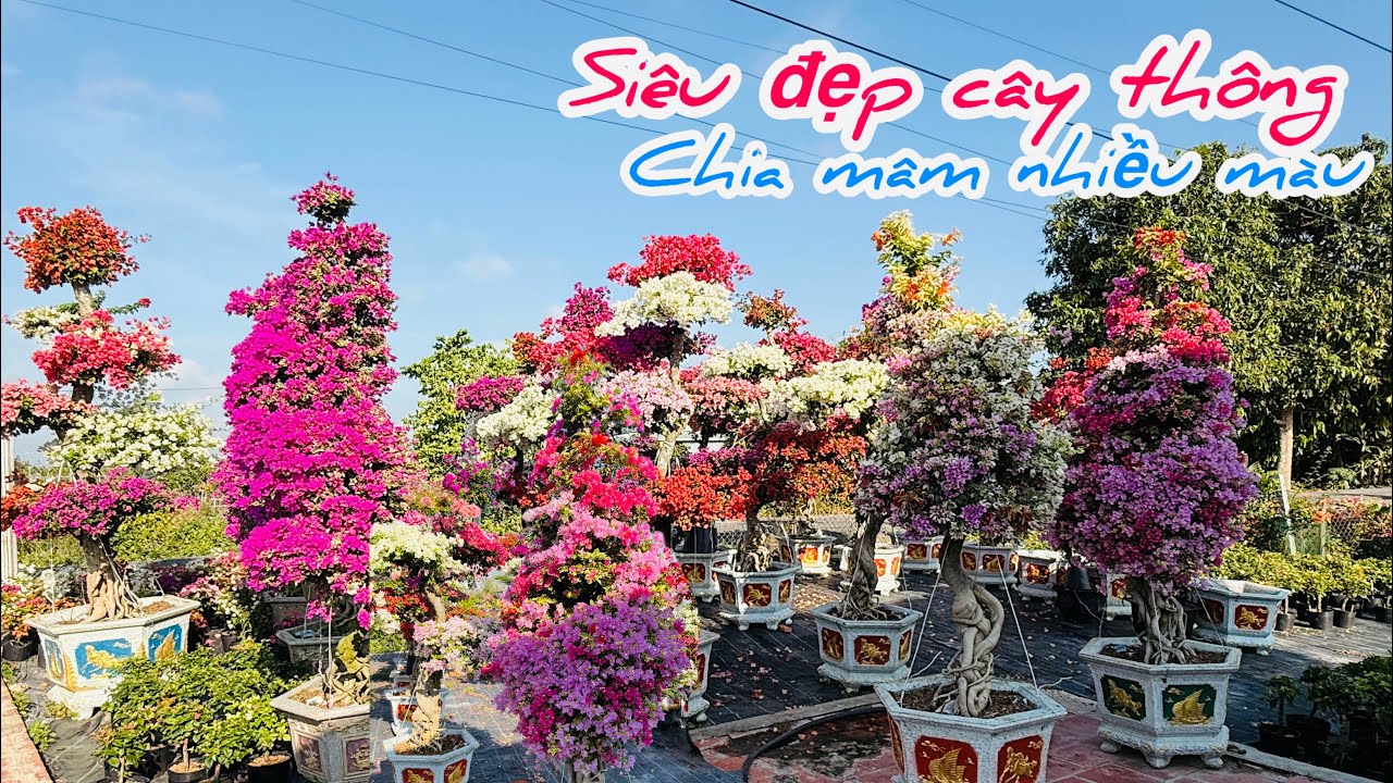 Hoa giấy tàn thông chia mâm cây lớn nhiều màu..#caycanh 