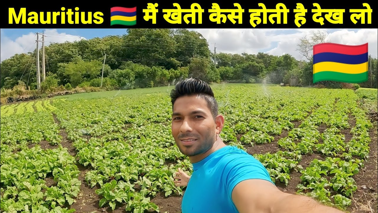 🇮🇳 India से अलग खेती होता है Mauritius मैं पहले कभी नहीं देखा