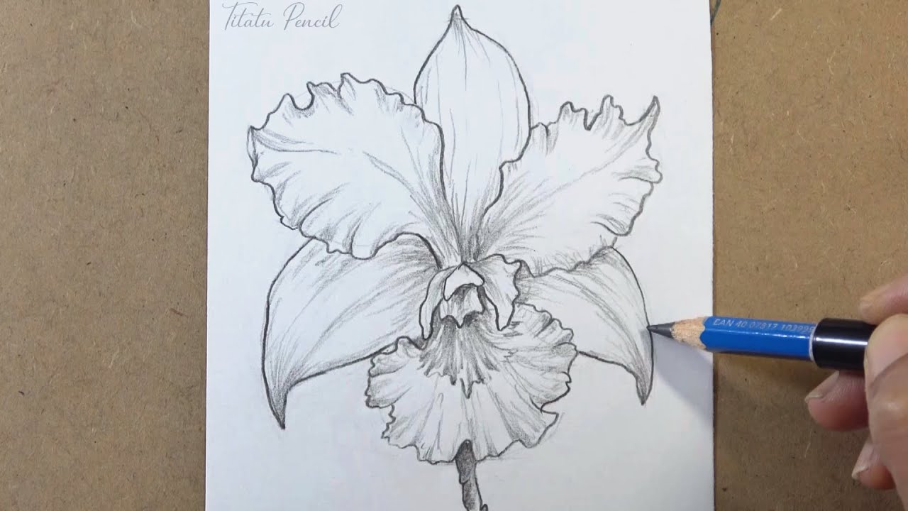 How to Draw an Orchid Flower Step by Step | Pencil Drawing