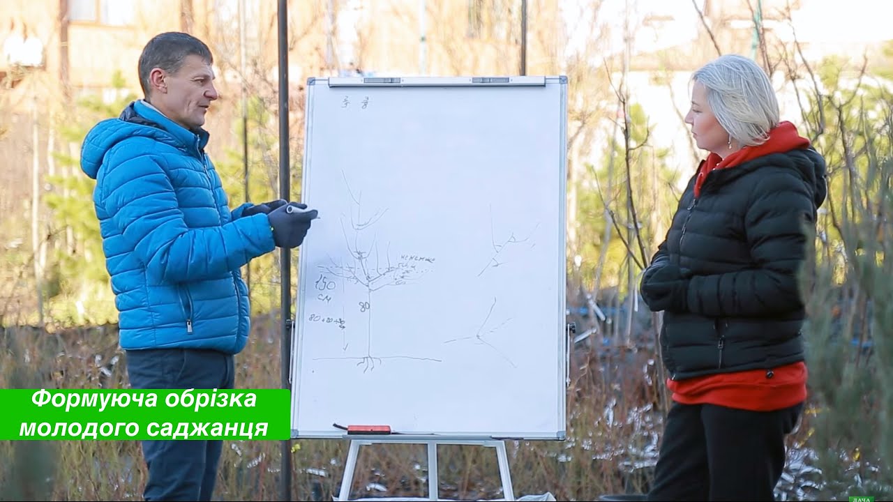 Як правильно формувати молоді дерева? Формуюча обрізка саджанців.