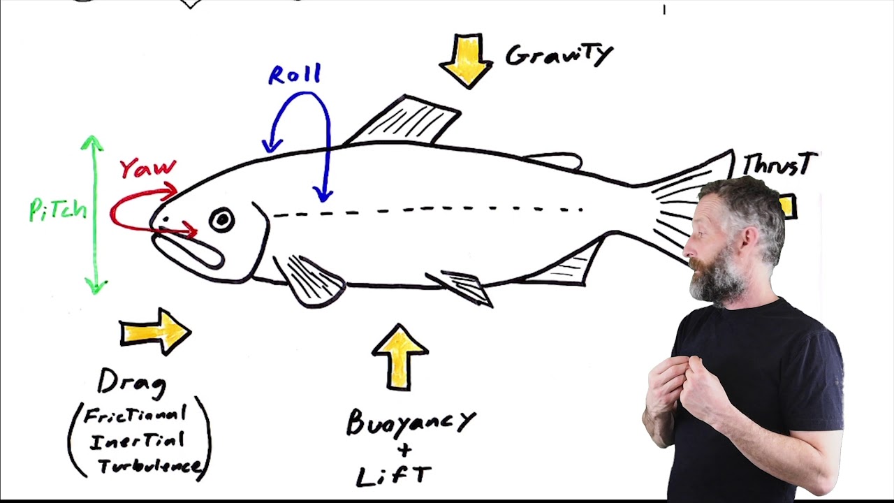 BIOL 305 FISH 2 - swimming and fins