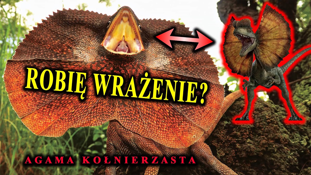 Po Co Jej Ta Kryza? - Agama Kołnierzasta - Inspiracja Tw&oacute;rc&oacute;w Parku Jurajskiego