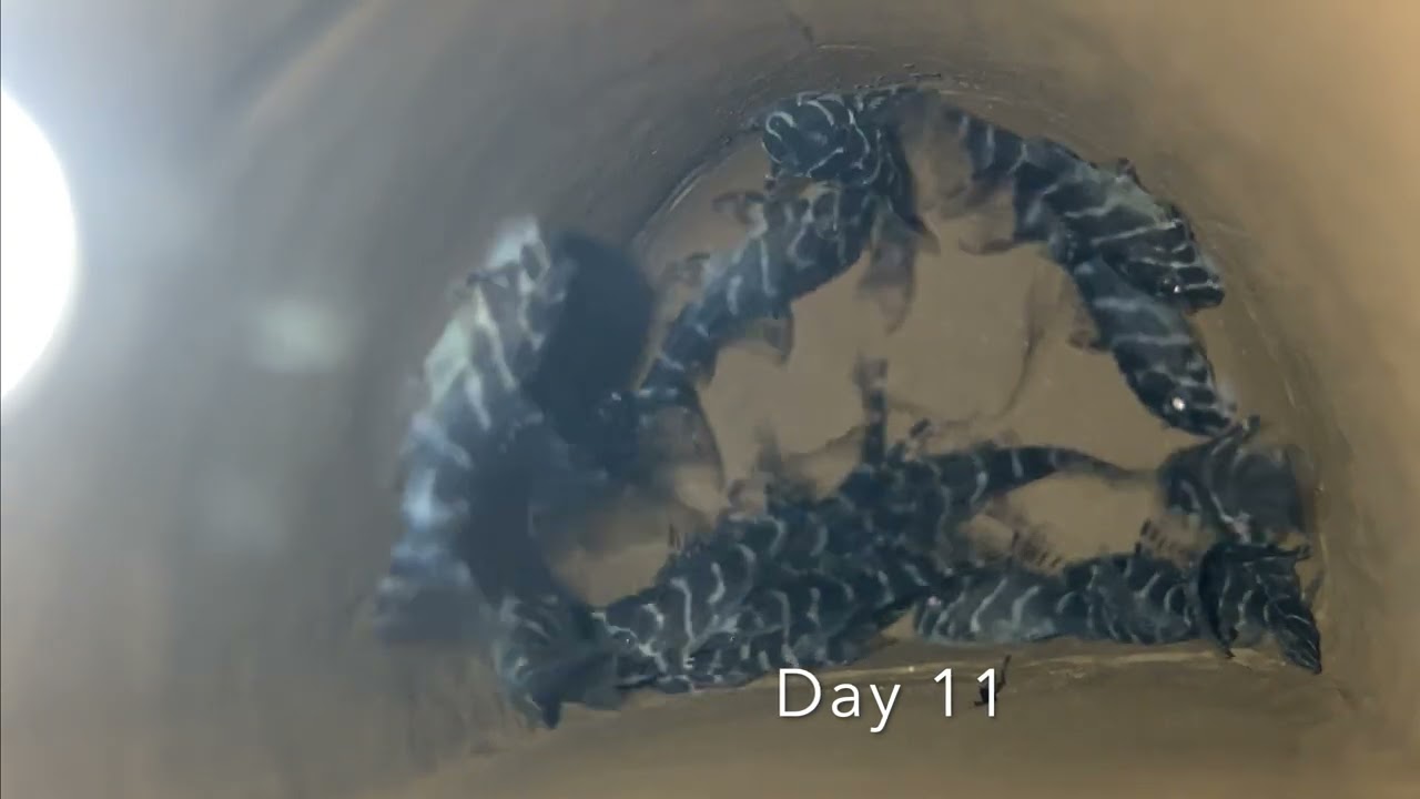 Queen Arabesque, L260, Day 1 to Day 30! (Pleco Fry)
