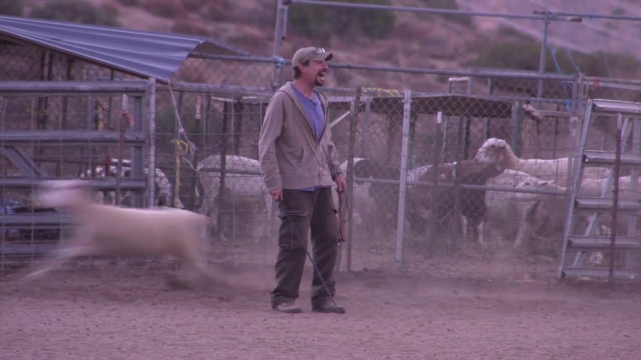 David Lee Roth Rocks the Flock with Herding Dogs