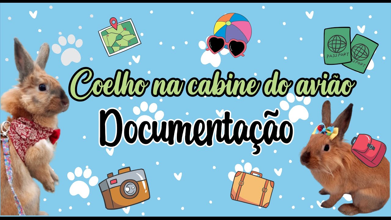 Como levar meu coelho para o exterior - Coelho na cabine do avião - Qual a documentação necessária?