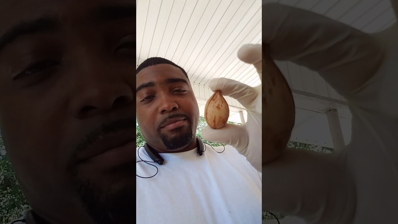 Sago Palm Seed and Sago Pup Planting