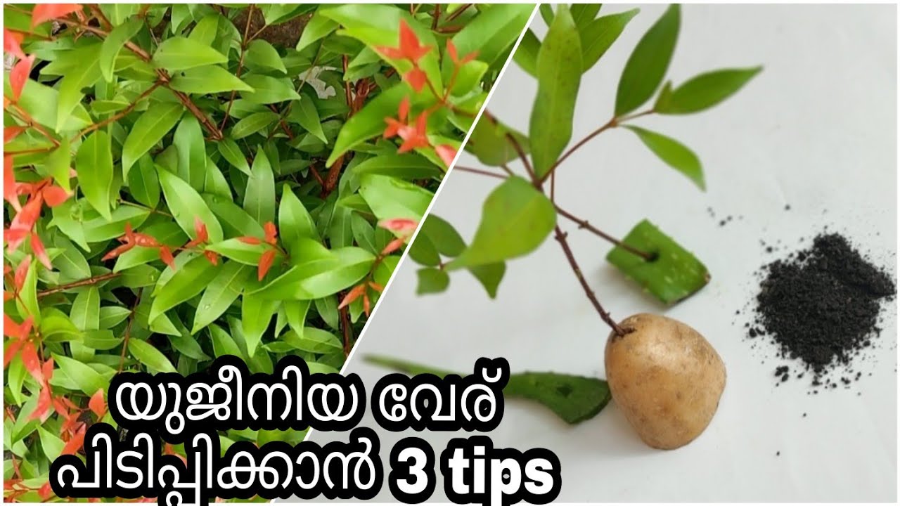 Eugenia rooting tips/ യുജീനിയ വേര് പിടിപ്പിക്കാം ഈസിയായി/Malayalam