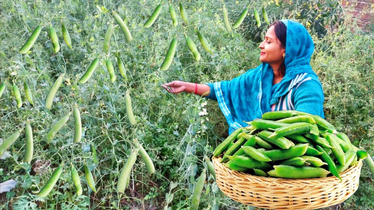 🌱हमारे खेत के ताजे मटर हुए तैयार जिसका बनाया हमने यू पी की सबसे फेमस डिश मटर का निमोना 🤗😍😋