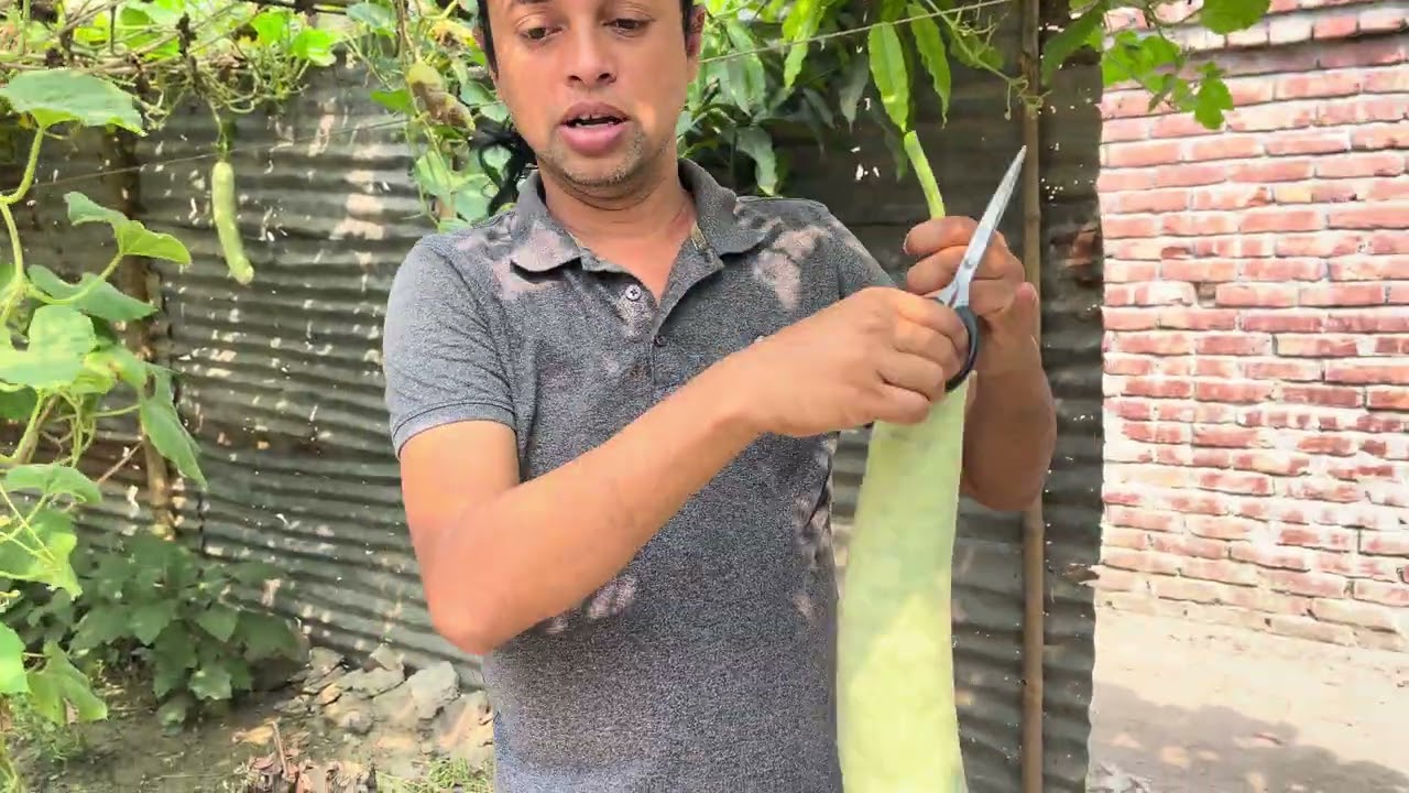 আমার গাছের লাউ কাকে কাকে দিলাম। 
