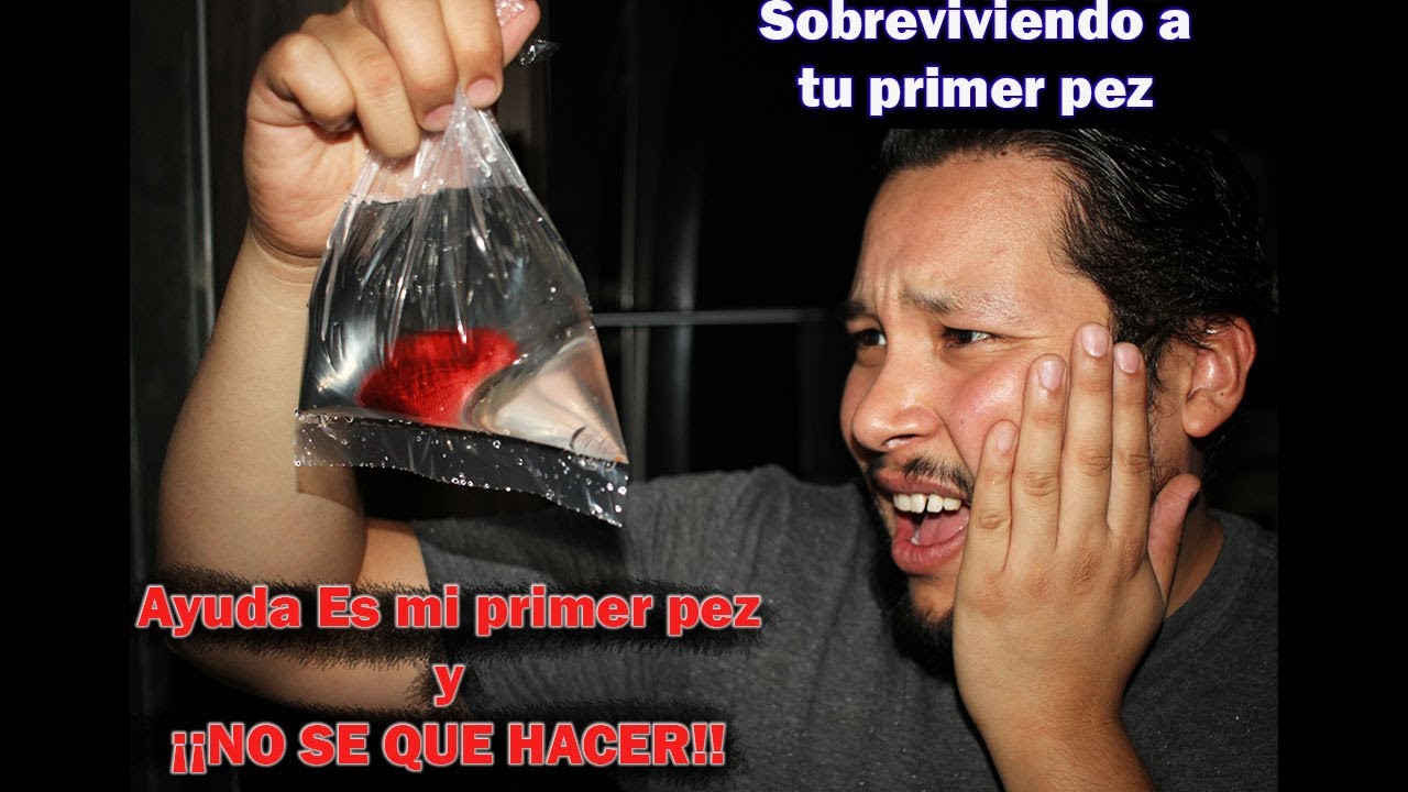 Como cuidar a tu primer pez | Pasos b&aacute;sicos para esa compra impulsiva