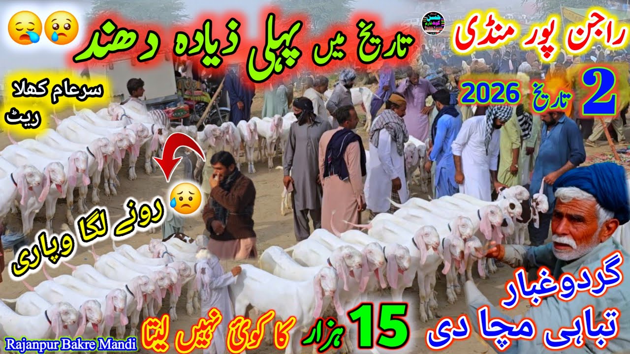 2 February 2026 Pakistan rajanpur bakre mandi latest update راجن پور بکرا منڈی punjab ki badi mandi 