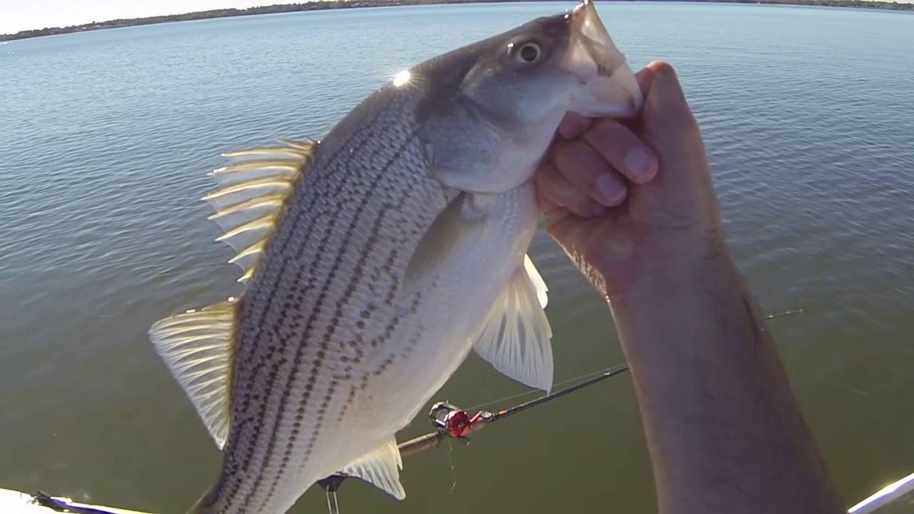 Hybrid Stripe Bass on Lake Tawakoni
