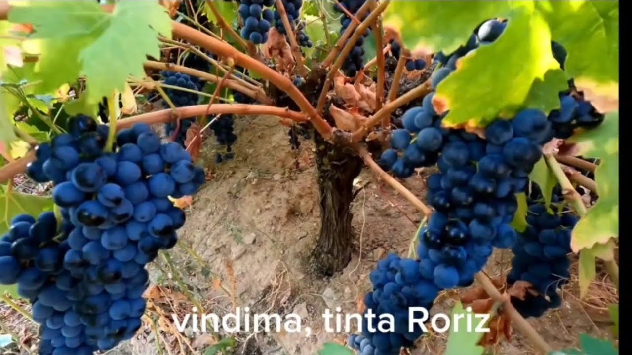 Como faço o meu vinho