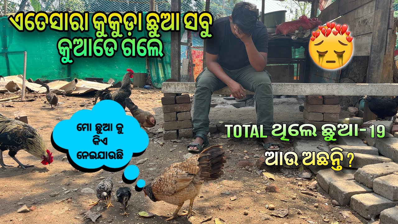 ଏତେସାରା କୁକୁଡ଼ା ଛୁଆ କୁଆଡେ ଗଲେ #aseelchiks #desichickenfarming #dailyvlog #odiavlog #pets