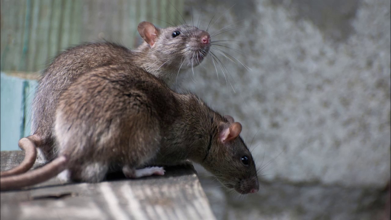 How to Get Rats/ Mice Out of Your Home Without Killing Them