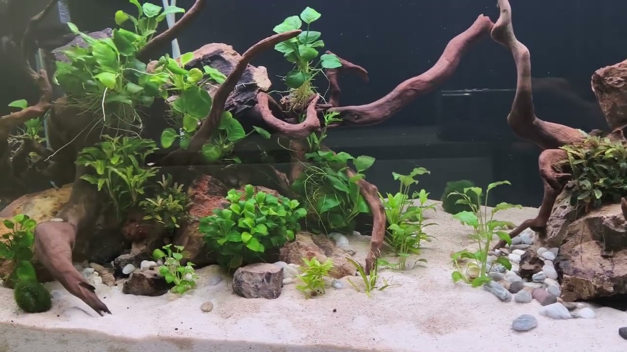Akwarium 300l. Początki hydroponiki