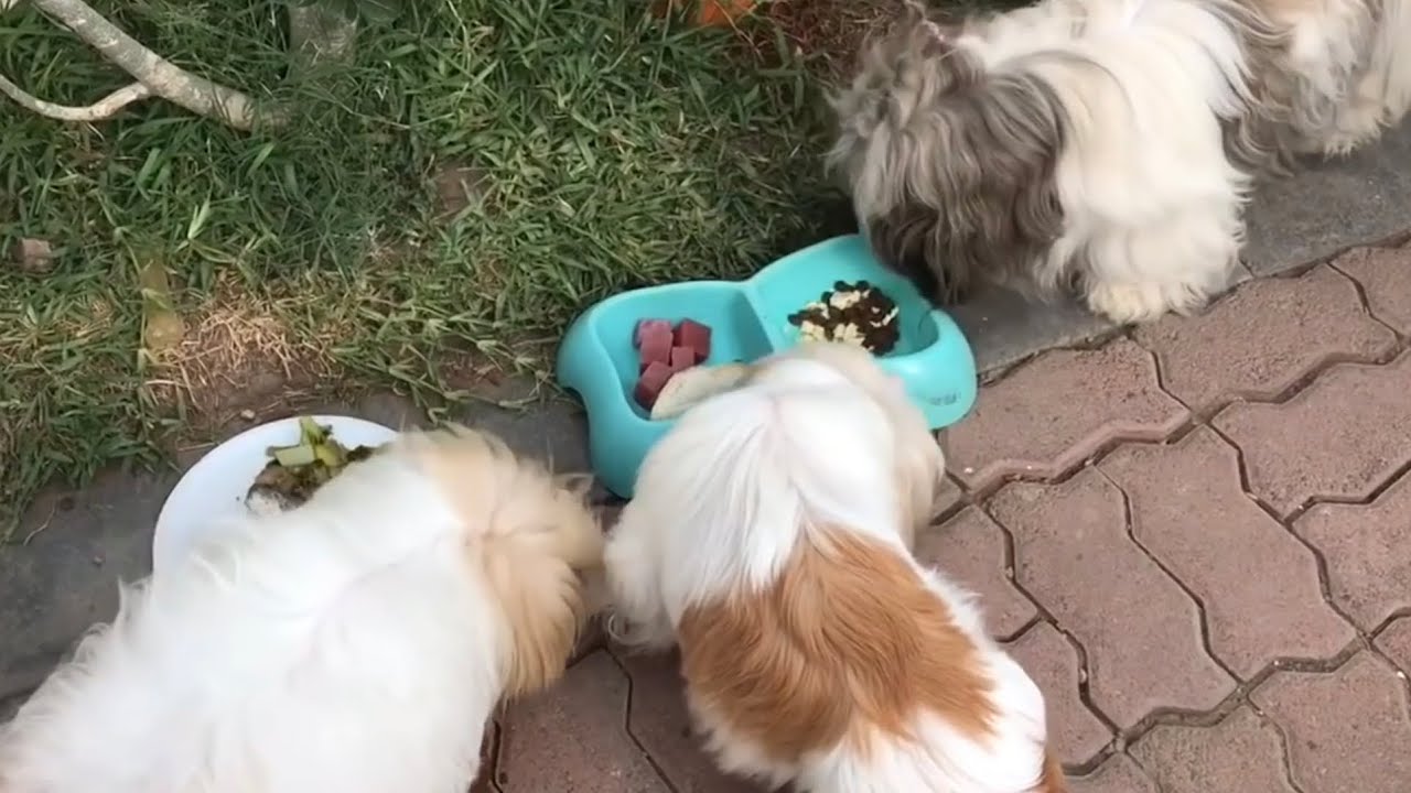 6 RECETAS que puedes PREPARAR en CASA a tu Shih Tzu