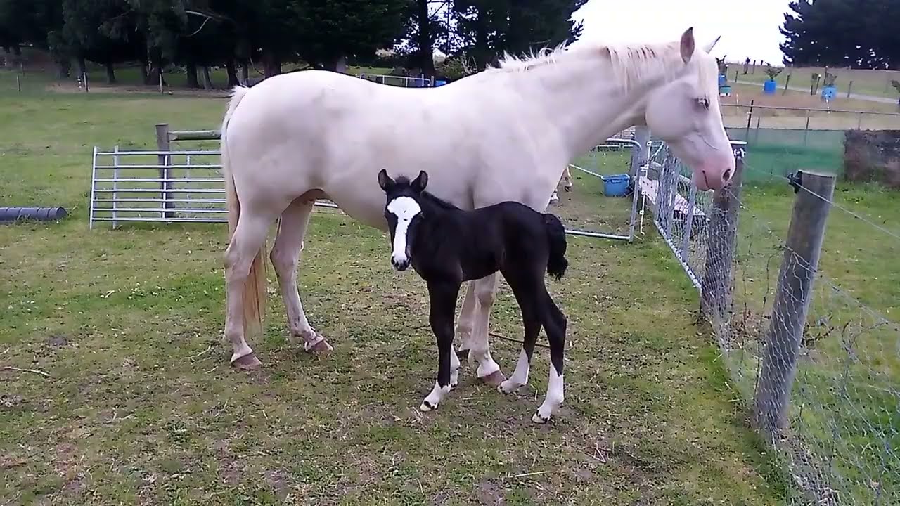 Cleopatra - 3 Days Old