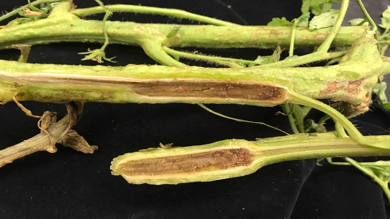⟹ Fusarium vs Vertisillium | Tomato diseases | My take on it how to tell the difference