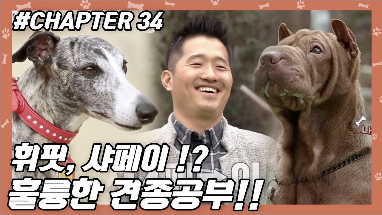 CHAPTER 34 | 휘핏, 샤페이!? 강형욱의 훌륭한 견종공부!!  #강형욱 #개통령 #개훈련사 [개는 훌륭하다] ㅣ KBS방송