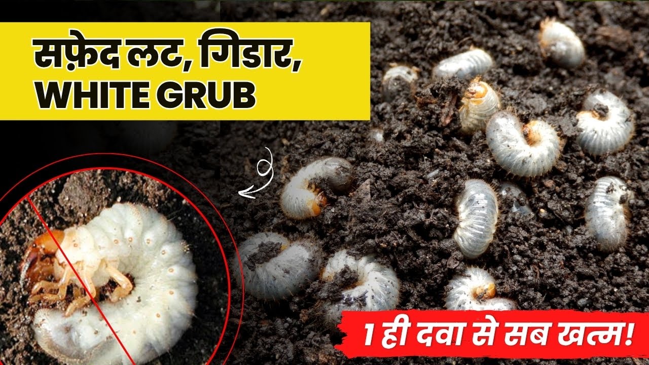 सफेद लट और गिडार का 1 ही दमदार इलाज | White Grub control, सफेद लट का इलाज क्या है? |  सफेद गोजा लट