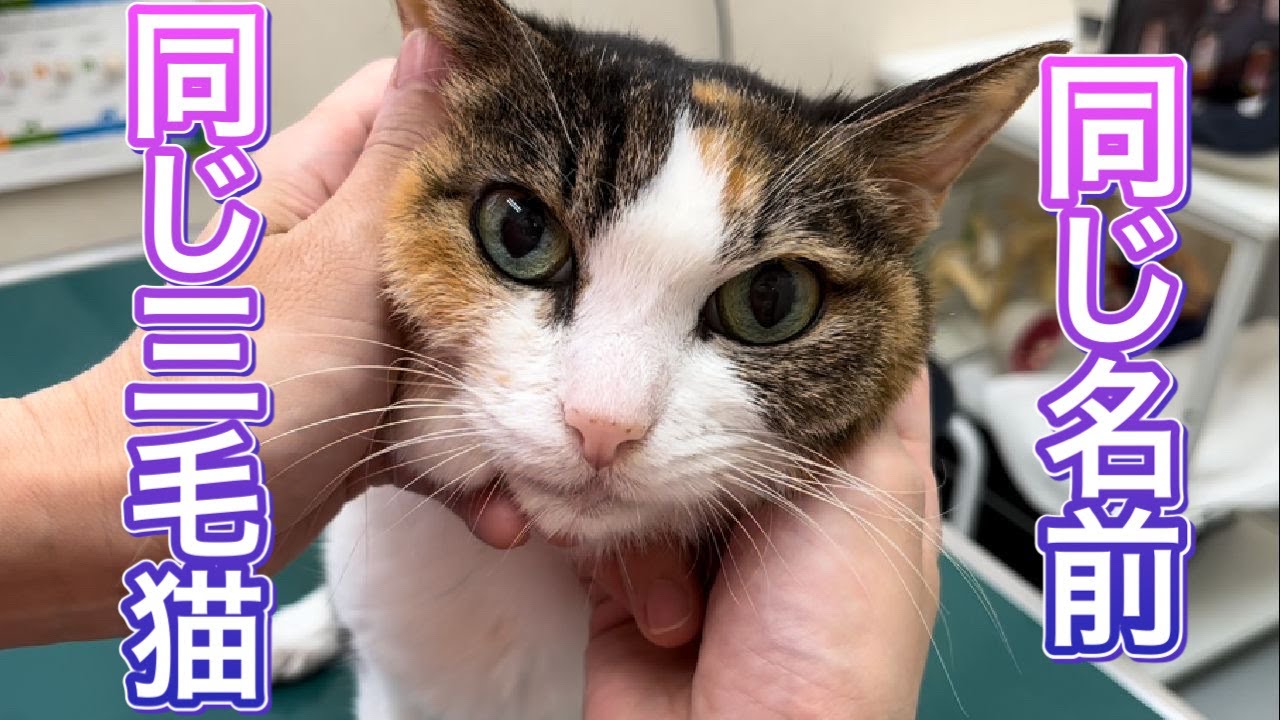 んにゃーう！18歳のナナさんが病院に来てくれました！【動物病院の日常】