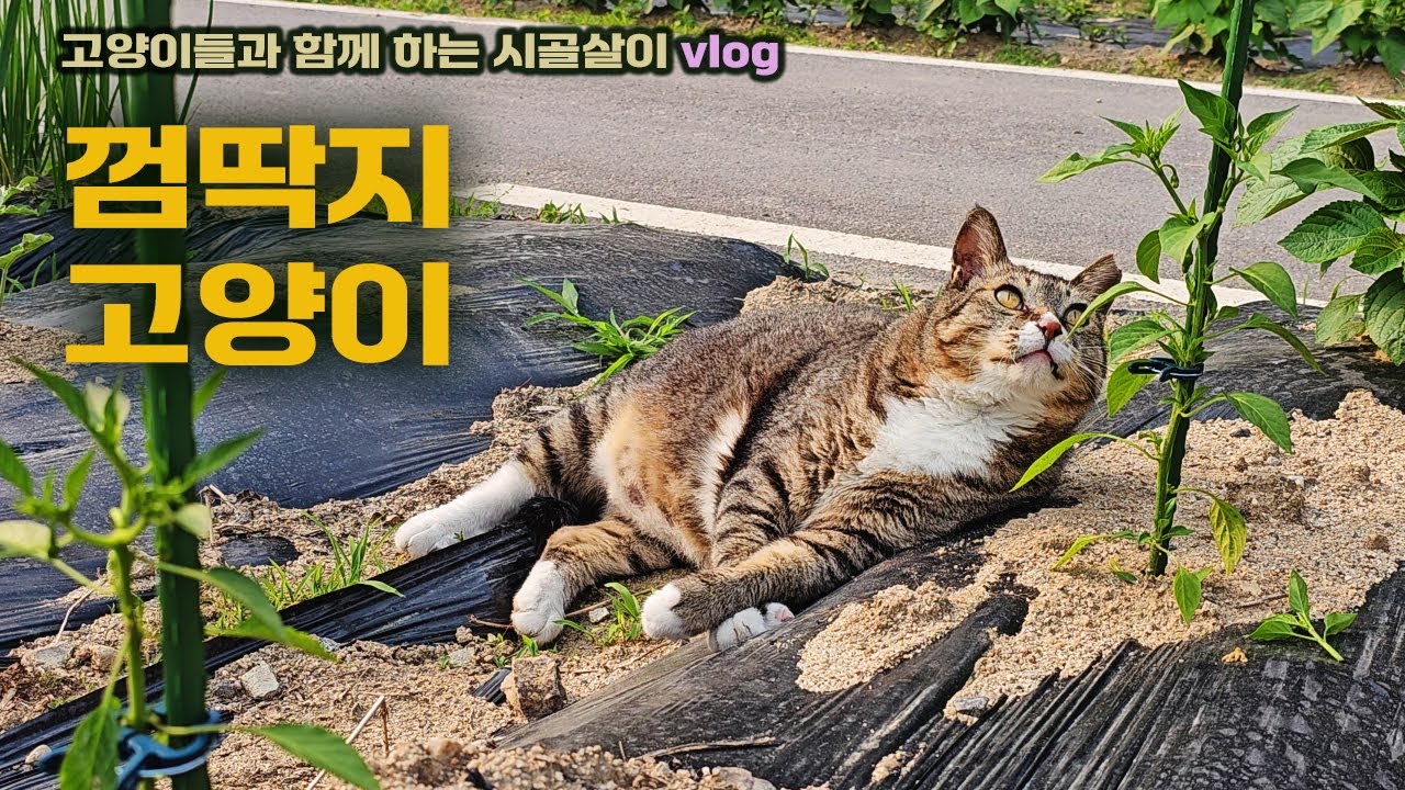 개냥이? 껌딱지 고양이!  /고양이들과 함께 하는 시골살이 vlog