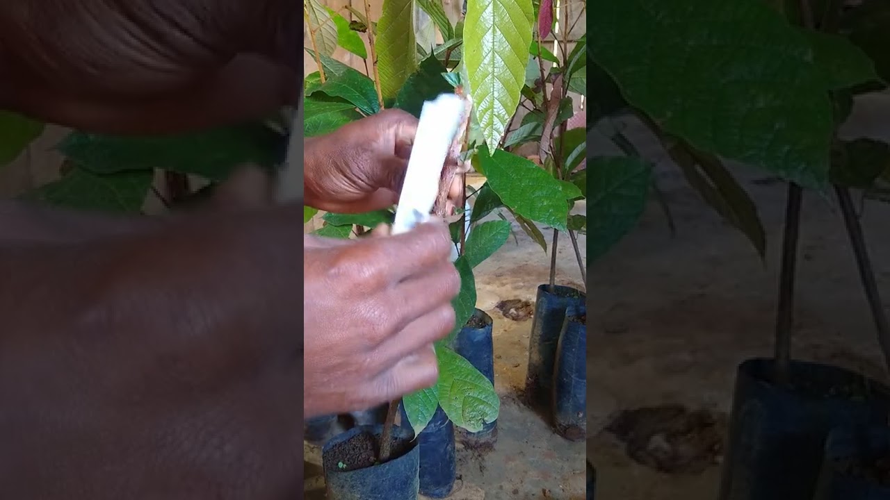 aprenda como clonar mudas de cupuaçu