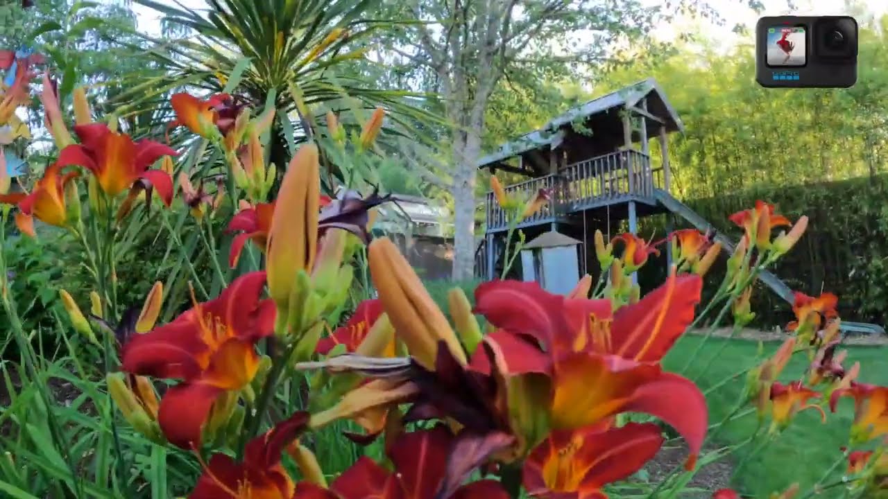 1 inch Sensor on the Insta360 ONE RS  vs GoPro  it makes low light better