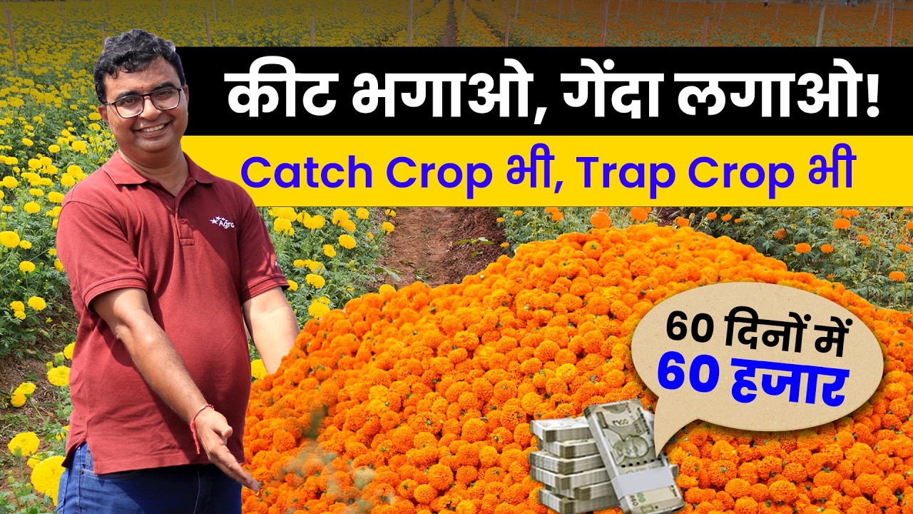 🏵️ Marigold Farming | ट्रैप क्रॉप और निमेटोड से बचाव एक साथ! | गेंदा की खेती | AgroStar