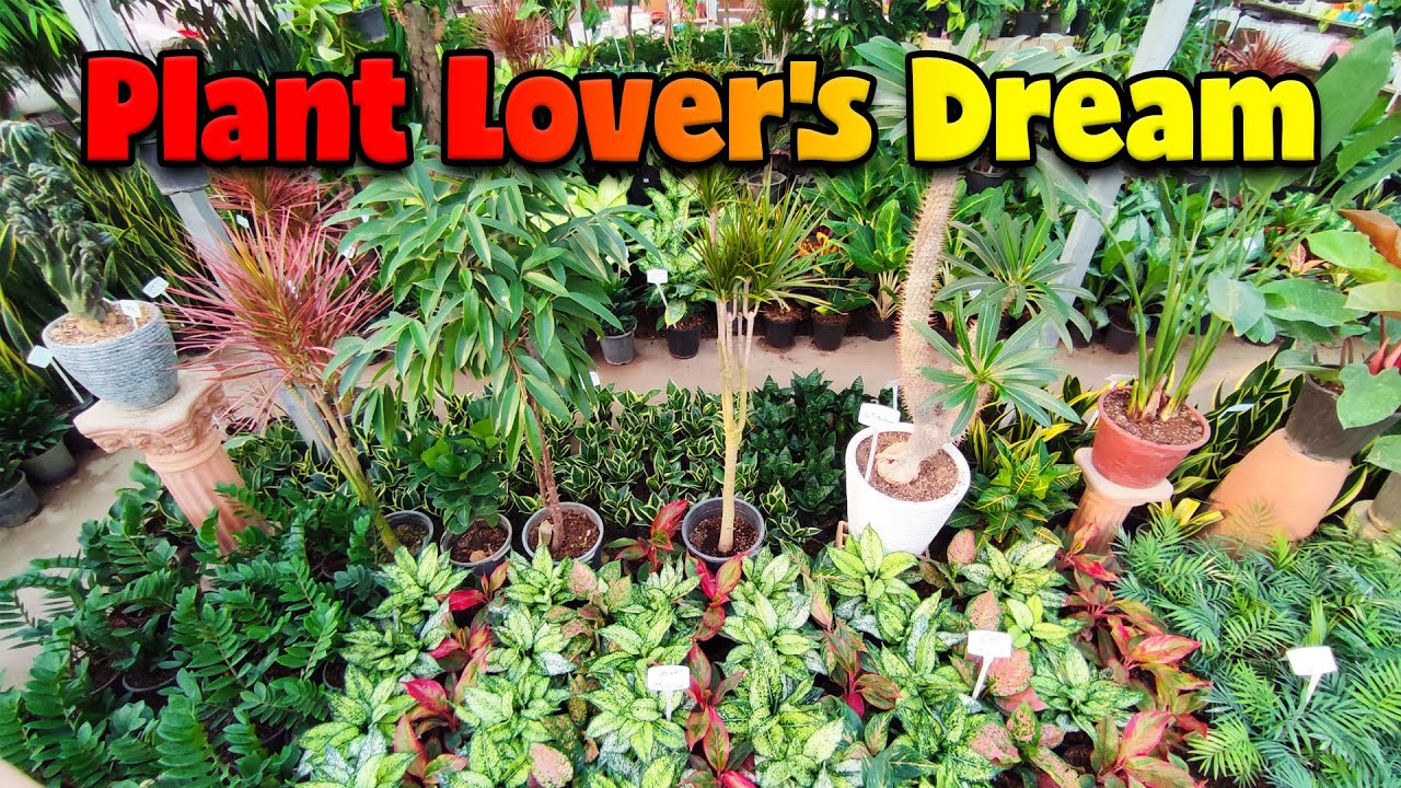 Полный обзор комнатных растений 2025 года 